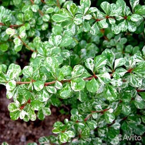 Барбарис Келеррис