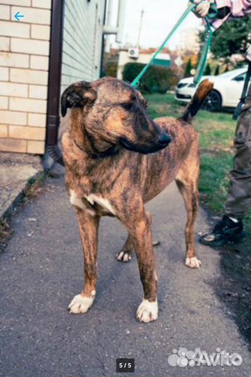 Собака в добрые руки