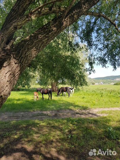 Лучшее органическое удобрение