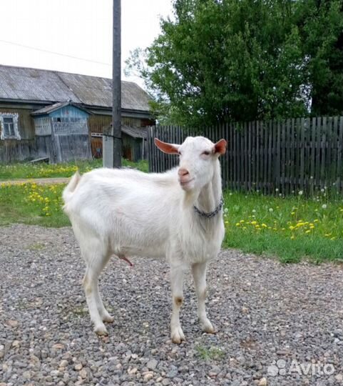 Козел на вязку