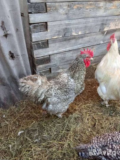 Продается семья мехеленской породы