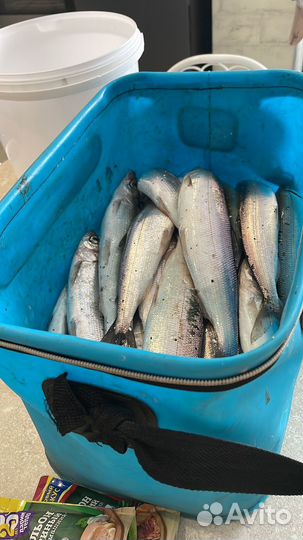 Рыбалка и отдых на северном Байкале