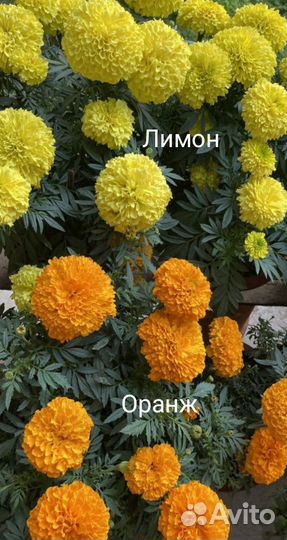 Семена бархатцев