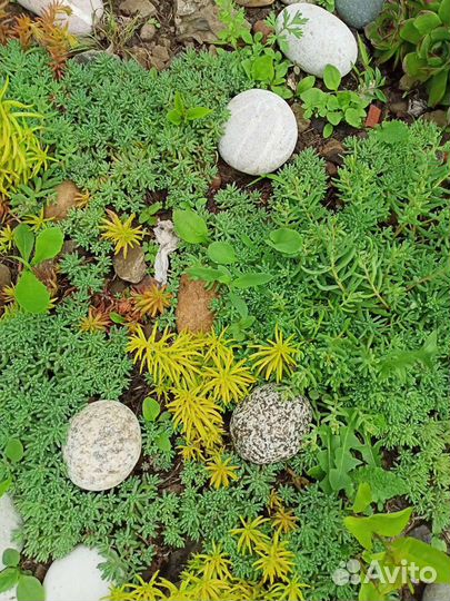 Ясколка,мята