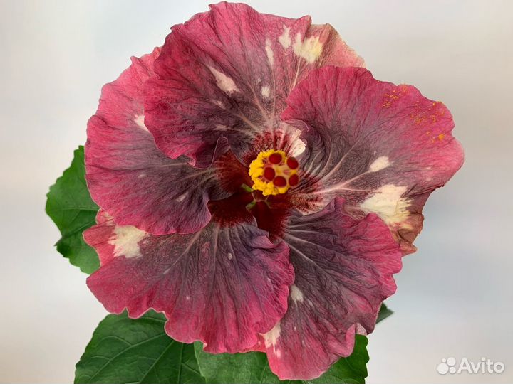 Сортовые гибискусы