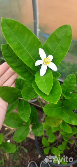 Цитрусовые деревья