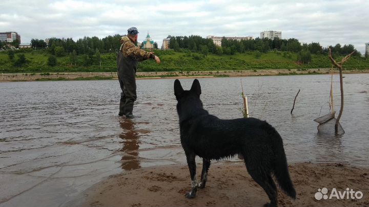 Собака в добрые руки отдам бесплатно