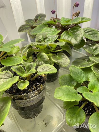 Распродаю фиалки молодые цветущие