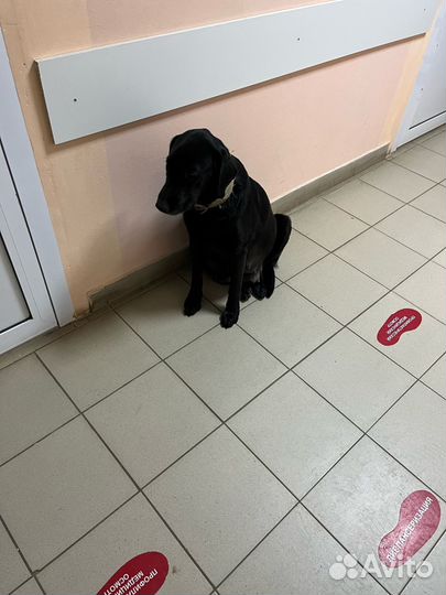 Собака в добрые руки