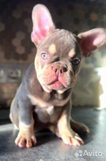 Французский бульдог щенки лиловый