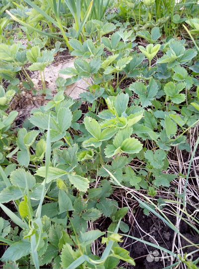 Викториа рассада