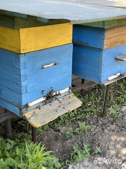 Пчелосемьи