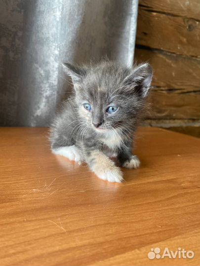 Котята в добрые руки бесплатно