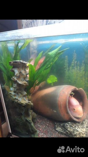 Аквариумный декор стелла камни природного происхож