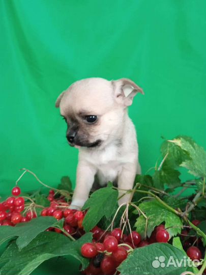 Чихуахуа, тойтерьер,карликовый пинчер.Доставка