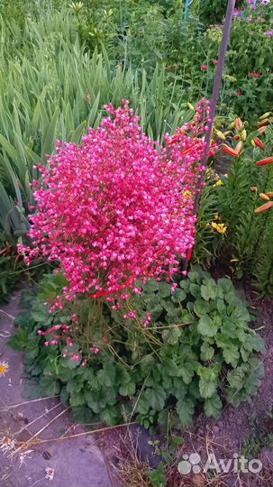 Гехера многолетнее растение