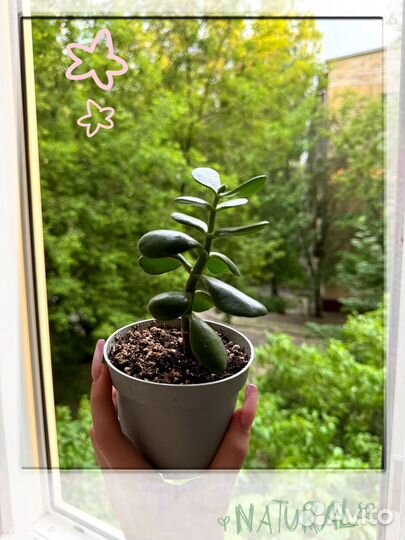 Денежное дерево толстянка,филодендрон