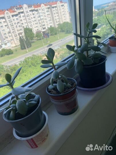 Комнатный цветок денежное дерево