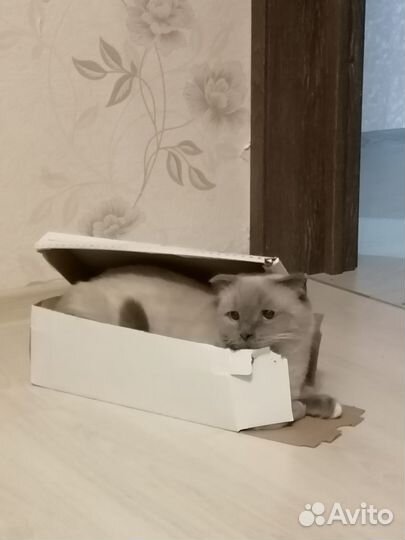 Передержка кошек на время отпуска