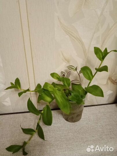 Оксалис, дуранта, бегония, традеск-я, глоксиния