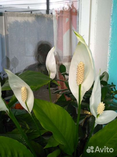 Спатифиллум