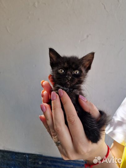 Крошечый котенок в добрые руки