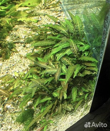 Аквариумы, грунт,растения, оборудование