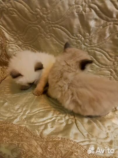 Котенок (Дым-Дымыч) Священная бирма