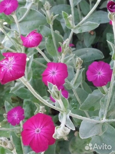 Лихнис корончатый