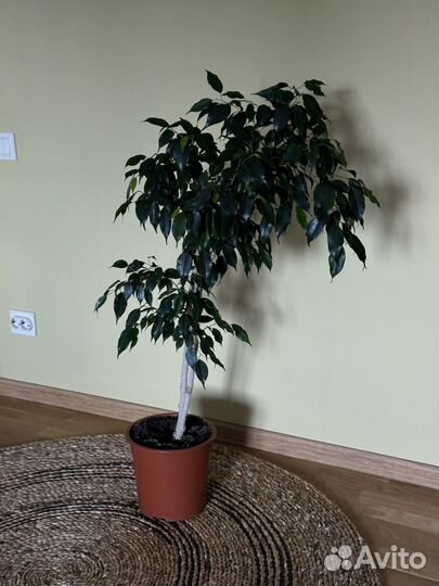 Фикус бенджамина