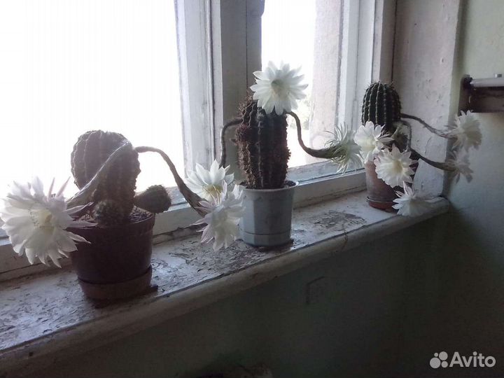 Кактус