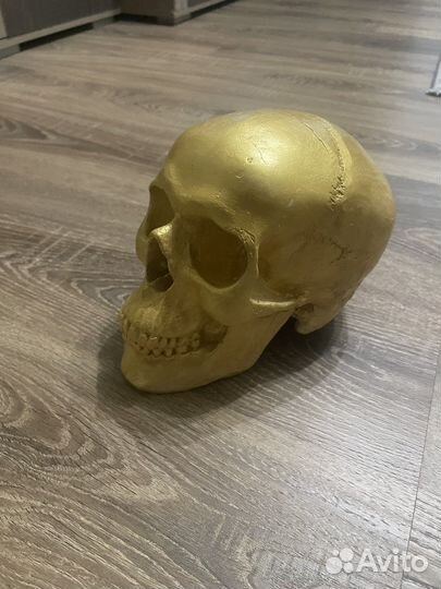 Череп из гипса