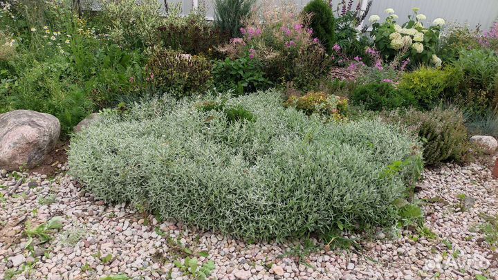 Ясколка войлочная - многолетний почвопокровник