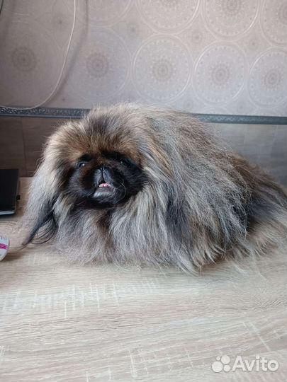 Пекинес для вязки