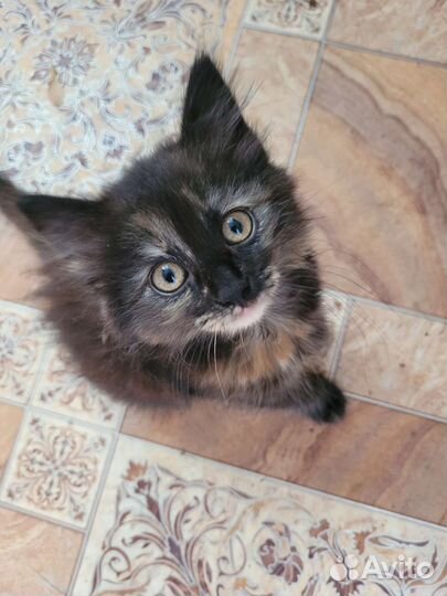 Котята от Турецкой Ангорой