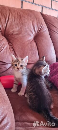 Котятки-ребятки в добрые руки:)