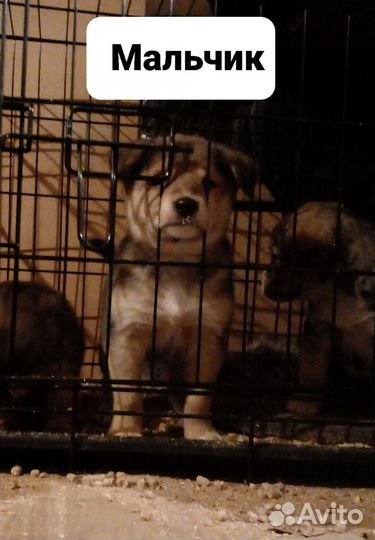 Щенки, от небольшой собачки