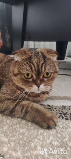 Кошачьи усы