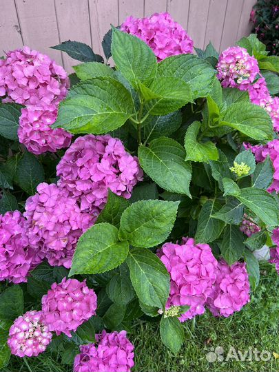 Гортензия крупнолистная саженец