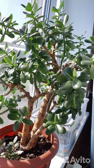 Цветы комнатные