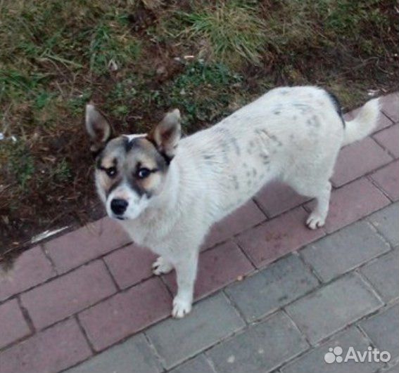 Собака Несси