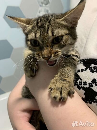 Котёнок девочка 2,5 месяца