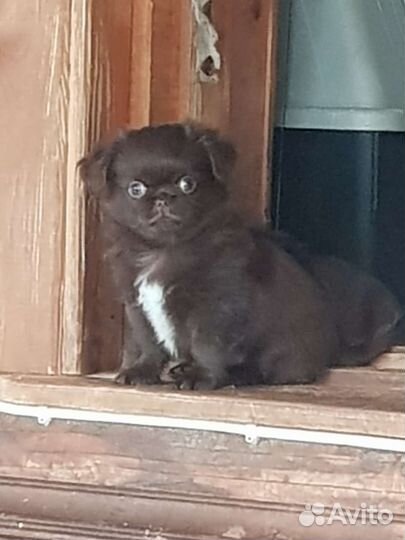 Малыши чихуахуа, три шоколадных медвежонка