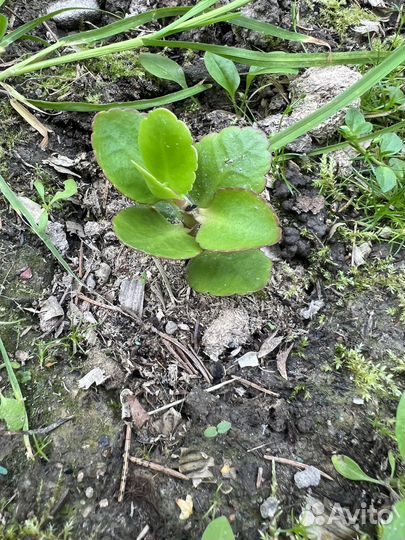 Красный каланхоэ (рассада)