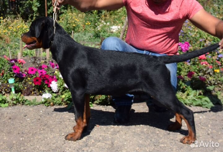 Щенки ротвейлера девочки