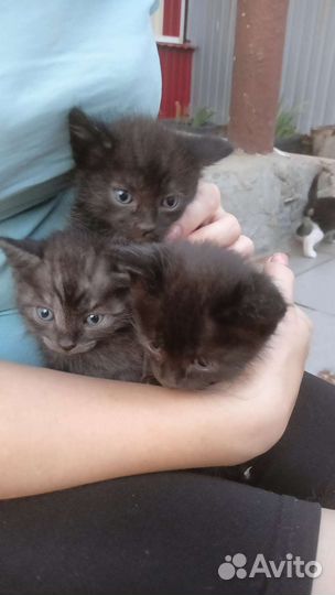 Котята в добрые руки бесплатно