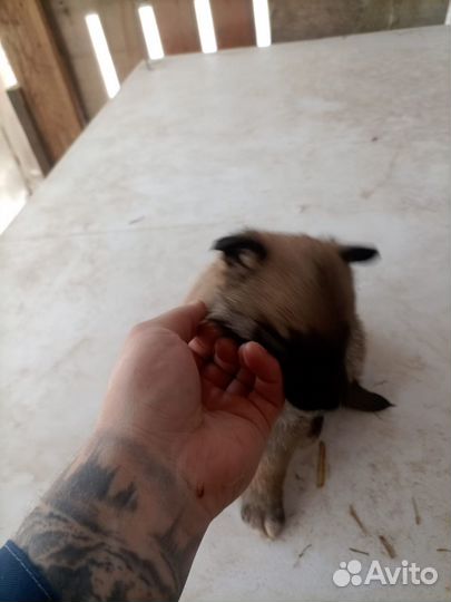 Щенята в добрые руки