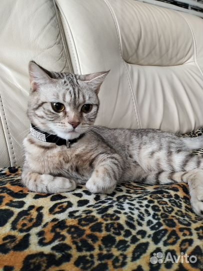 Кошечка на вязку