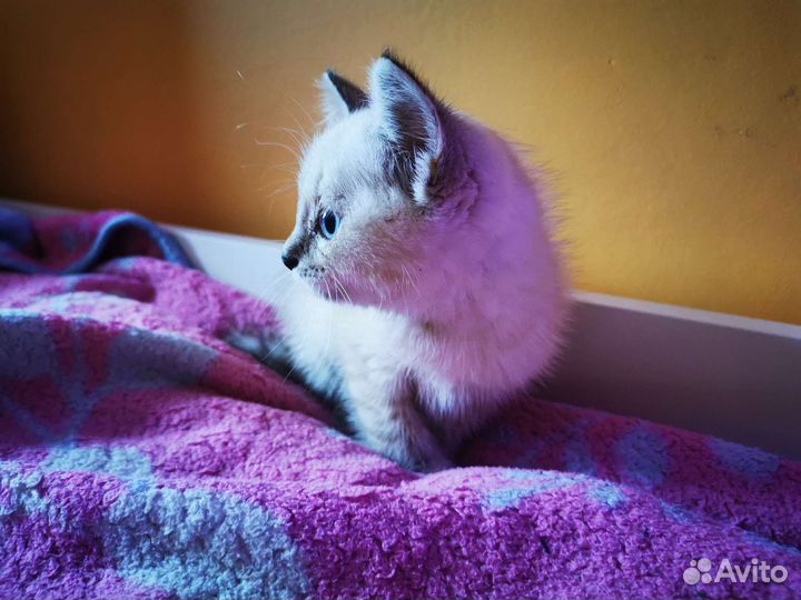 Невская маскарадная котенок
