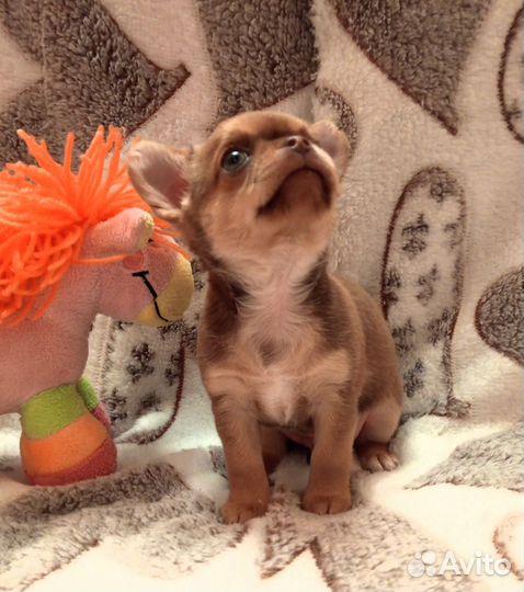 Счастливчик Лаки